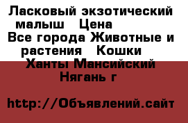 Ласковый экзотический малыш › Цена ­ 25 000 - Все города Животные и растения » Кошки   . Ханты-Мансийский,Нягань г.